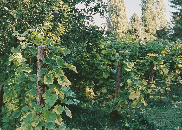 Am Muehlenberg Werder (Havel)